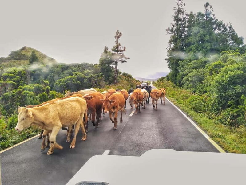 1-day jeep tour on Pico Island - Azores - Cachorro, Lajido de Santa Luzia, Arcos, and Cabrito: UNESCO vineyards with a guided touch