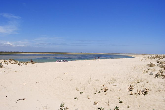 2-hour Bird Watching Guided Boat Trip in Ria Formosa from Faro Algarve - Oyster and Clam Farms: The Algarve’s Working Coast on the Way to the Islands