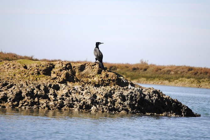 2-hour Bird Watching Guided Boat Trip in Ria Formosa from Faro Algarve - Barrinha Beach Stop: A Short Walk Near Breeding Birds