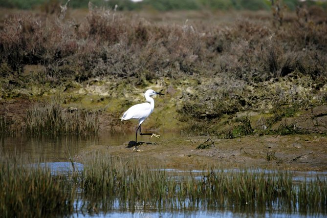 2-hour Bird Watching Guided Boat Trip in Ria Formosa from Faro Algarve - Price and Value for $48.27: What Makes It Feel Fair