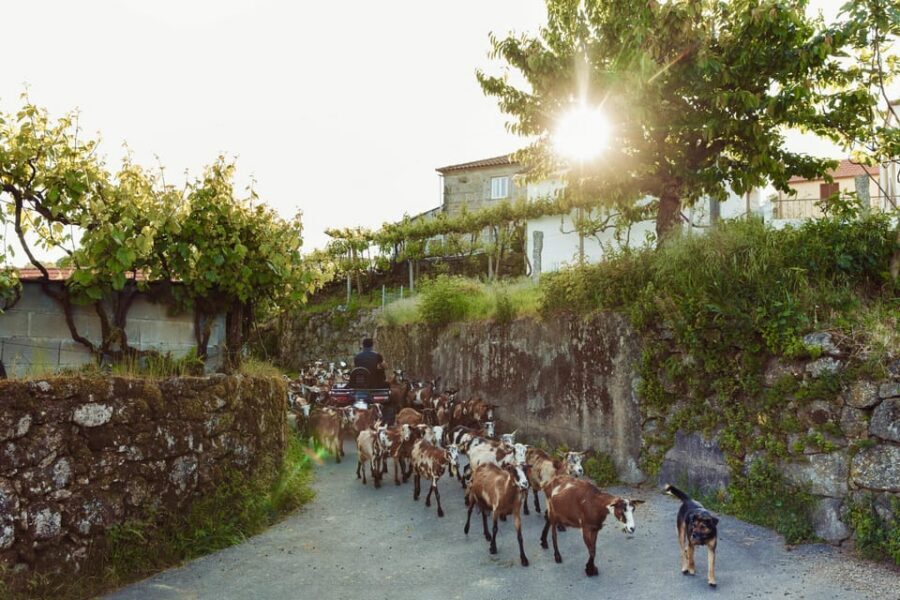 2h Quad Tour • Arcos de Valdevez • Peneda Gerês - Wildlife Odds: High Probability, Not a Promise