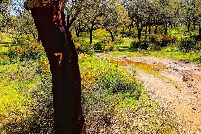 2hr Cork Safari in a Classical Land Rover - Cork Oaks and the Cork Life Cycle, Explained Clearly