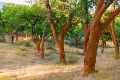 2hr Walk in a Cork Forest - The cork harvesting lesson you can actually picture