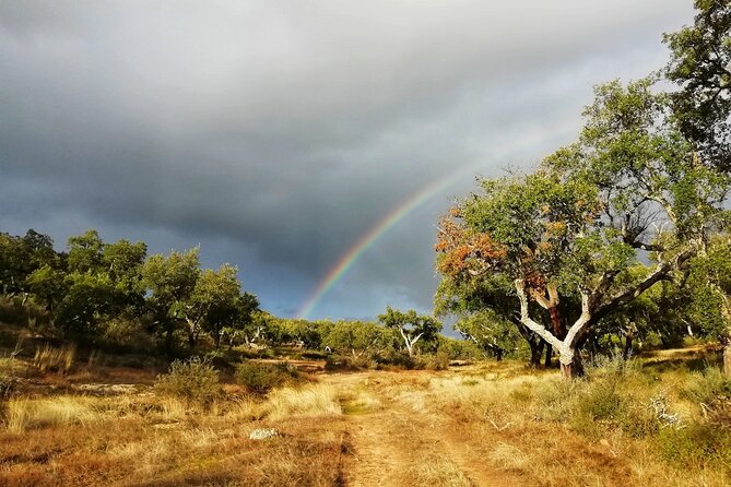 2hr Walk in a Cork Forest - Pacing, terrain, and who this walk suits best