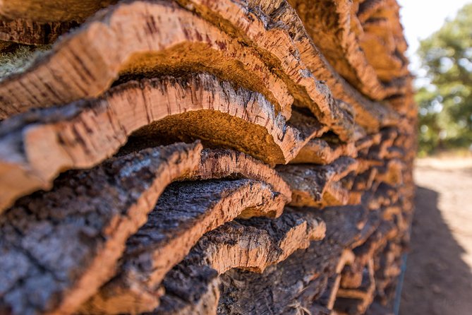2hr Walk in a Cork Forest - Group size, language, and how it feels as a small-team tour
