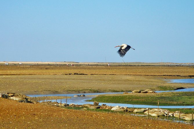 3-Hour Boat Tour in Ria Formosa on Olhão Algarve - Getting on board in Olhão: meeting point and what the trip feels like