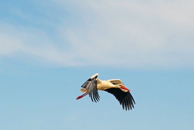 4-Hour Private Boat Tour in Ria Formosa - Ilha do Farol and the Lighthouse Near Cape Santa Maria