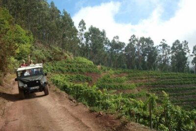 4x4 Safari Half day Poncha, Mountains, Vineyards and Cabo Girão Small group - Stop 1: Porto de Câmara de Lobos and Why Fisher Villages Matter