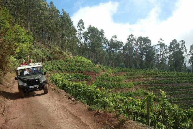 4x4 Safari Half day Poncha, Mountains, Vineyards and Cabo Girão Small group - Stop 1: Porto de Câmara de Lobos and Why Fisher Villages Matter