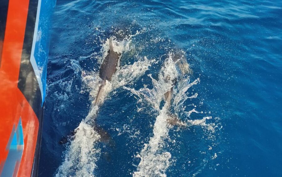Albufeira: 2.5-Hour Dolphin Watching and Caves Trip - Key Things You’ll Notice on This Albufeira Caves and Dolphins Trip