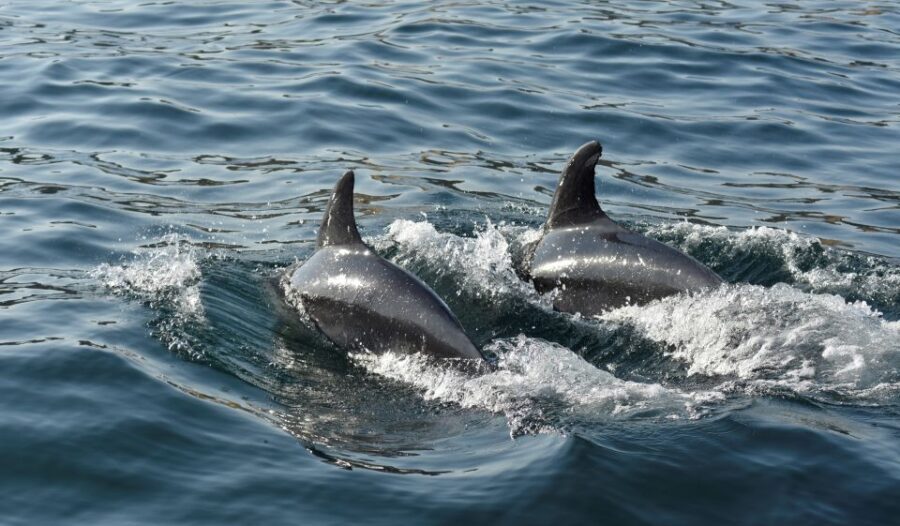 Albufeira: 2.5-Hour Dolphin Watching and Caves Trip - Languages, On-Board Style, and How the Trip Feels