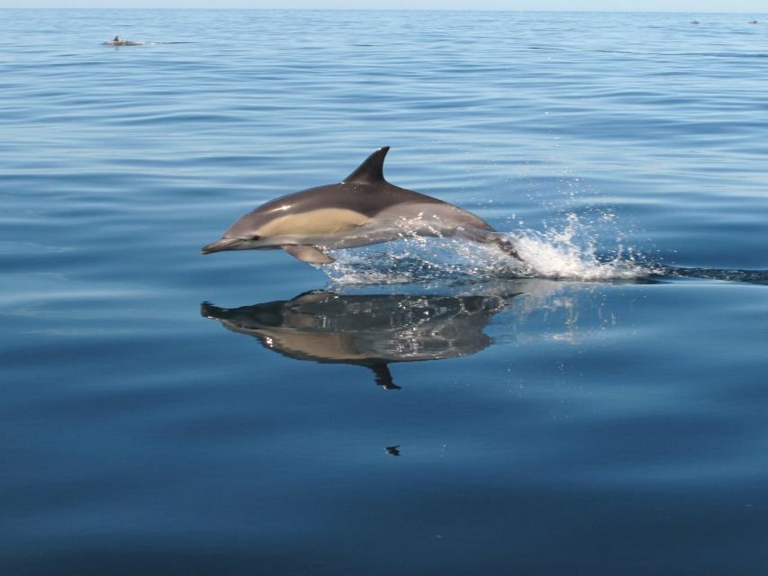 Albufeira: Benagil Cave and Dolphin Sightseeing Boat Cruise - Price and value: what $47 really buys you