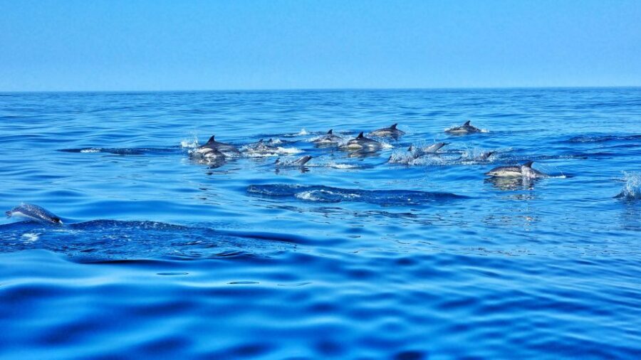 Albufeira: Benagil Cave and Dolphin Sightseeing Boat Cruise - What to bring (and what to wear when the boat picks up speed)