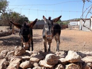 Albufeira Countryside Tuk Tuk Tour - Hotel Pickup and a Guide Who Sets the Tone (Andre Tuk Tours)