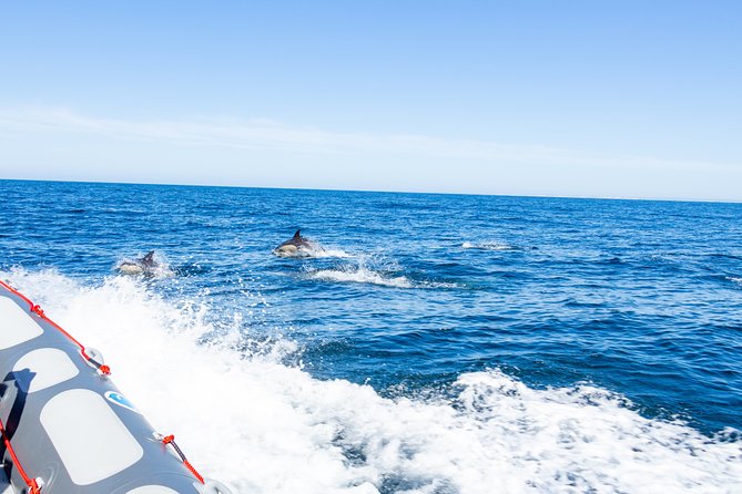Albufeira: Dolphins and Caves Private Tour - Dolphin spotting: how the crew turns odds into a hunt