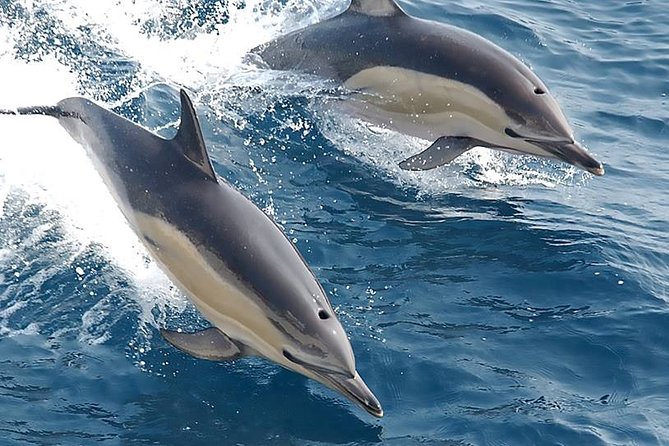 Albufeira: Dolphins and Caves Private Tour - Price and value: $420 per group, and what you’re really paying for