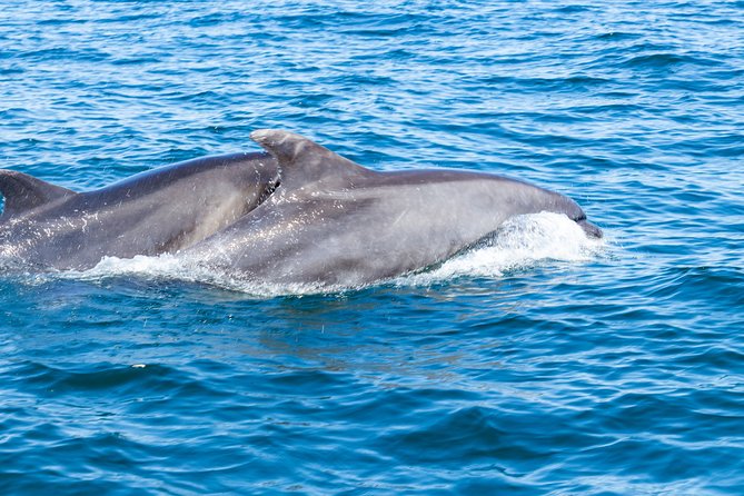 Albufeira: Dolphins and Caves Private Tour - Who this tour is best for (and who should skip it)