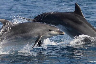 Albufeira: Dolphins and Caves Tour - The Algarve coastline cruise: where the “dolphins” part starts
