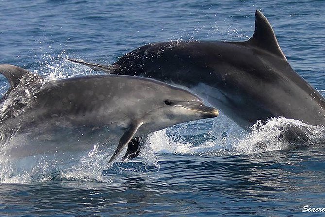 Albufeira: Dolphins and Caves Tour - The Algarve coastline cruise: where the “dolphins” part starts