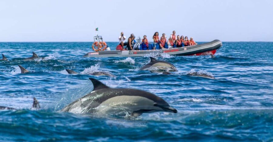 Albufeira: Dolphins & Benagil Caves RIB Tour - Should you book this tour?