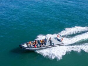 Albufeira: Dolphins & Benagil Caves RIB Tour - Dolphin watching with a marine biologist: how you actually spot them