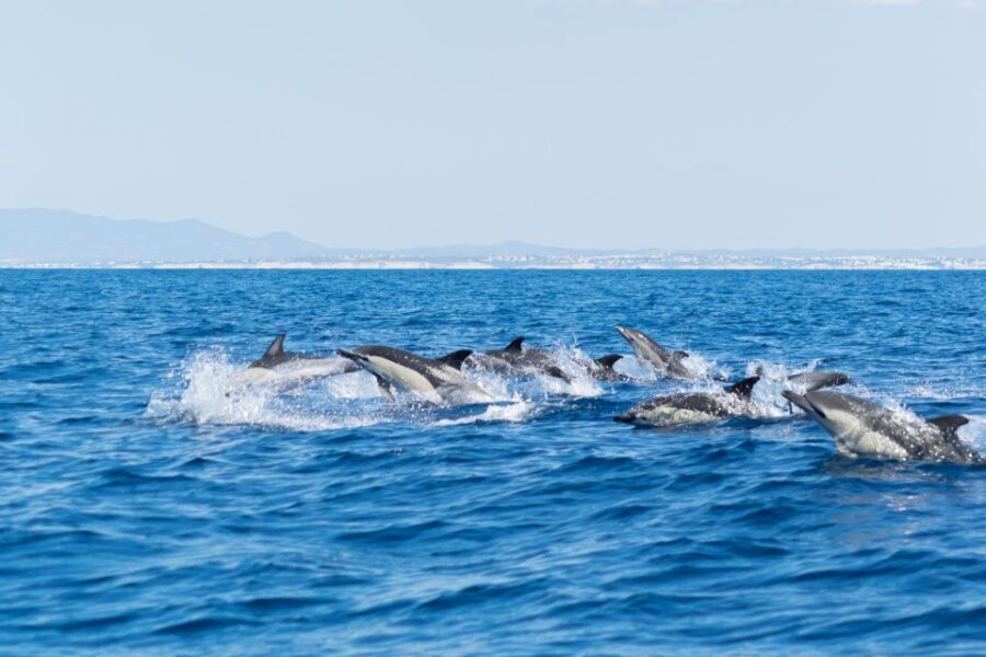 Albufeira: Dolphins & Benagil Caves RIB Tour - Getting back: when the boat ride becomes part of the story