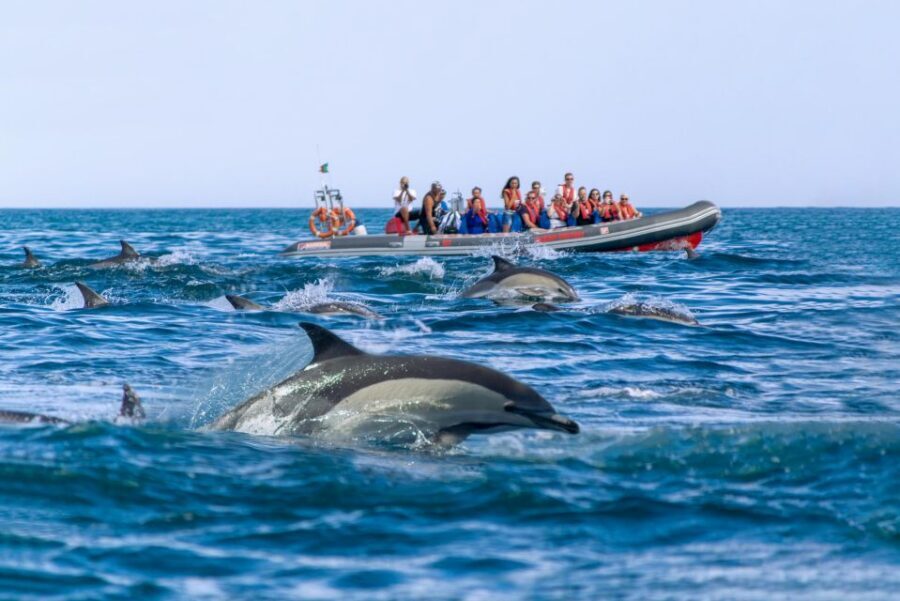 Albufeira: Dolphins & Benagil Caves RIB Tour - Price and value: is $34 a fair deal?