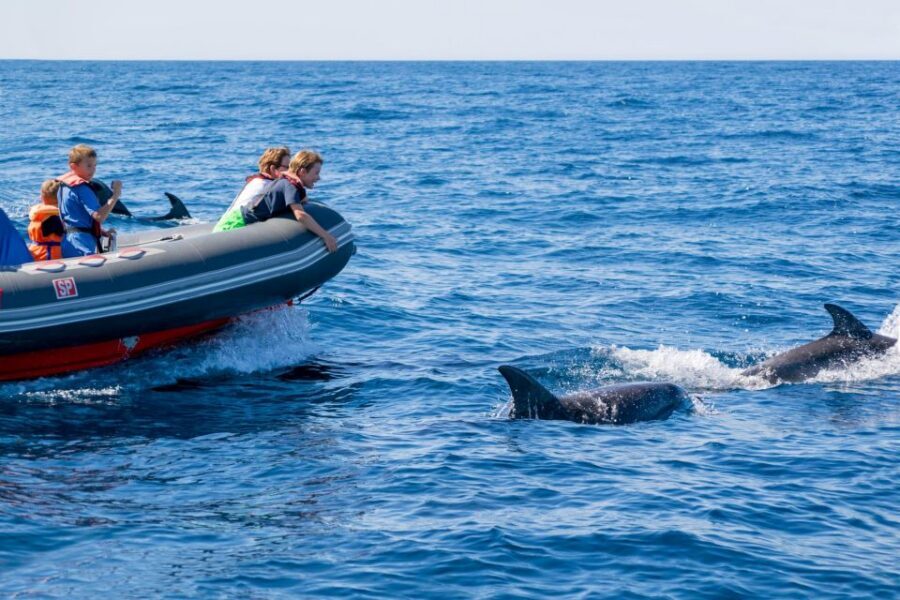 Albufeira: Dolphins & Benagil Caves RIB Tour - Who should book this RIB dolphins and Benagil tour (and who shouldn’t)