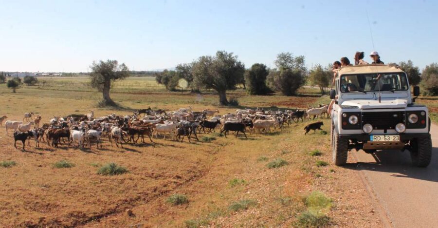 Albufeira: Jeep Safari Half-Day Countryside Tour - Why this Albufeira Jeep Safari Half-Day Tour is such a smart change of pace