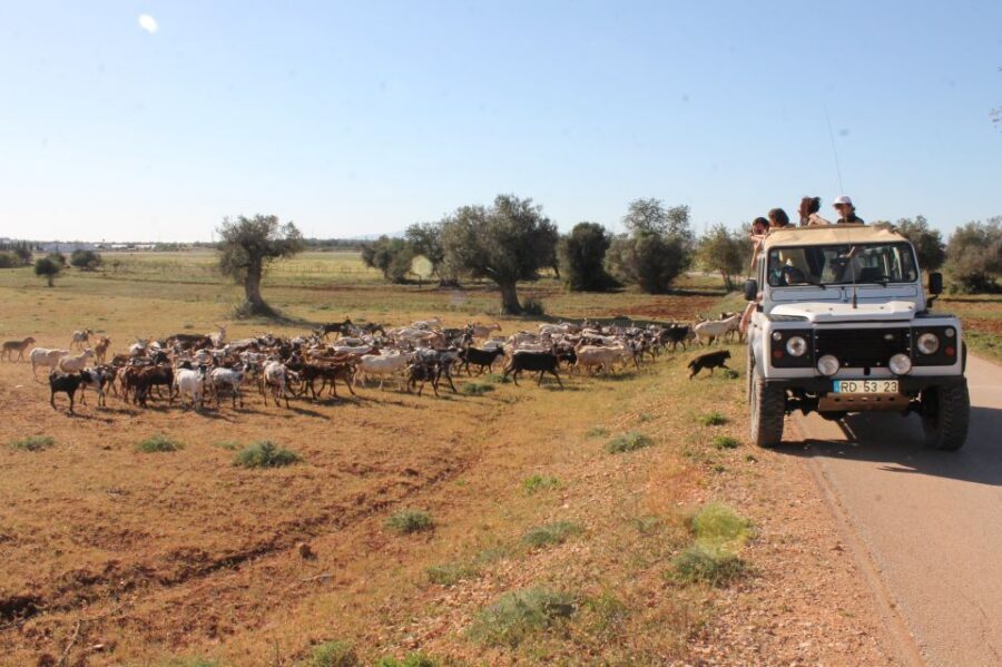 Albufeira: Jeep Safari Half-Day Countryside Tour - Pickup and the Aventura21 jeep: logistics that affect the mood