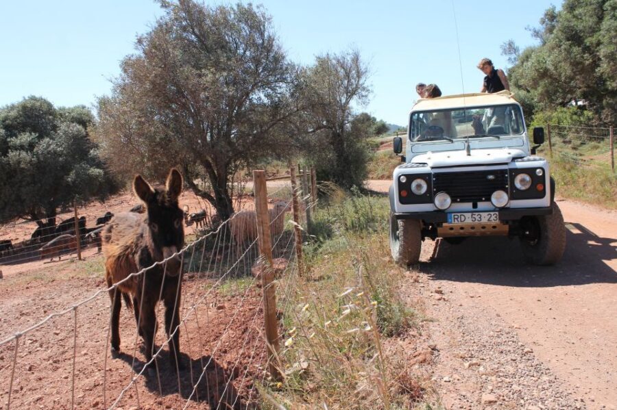Albufeira: Jeep Safari Half-Day Countryside Tour - Paderne town time: shopping, arts and crafts, and a real local pause