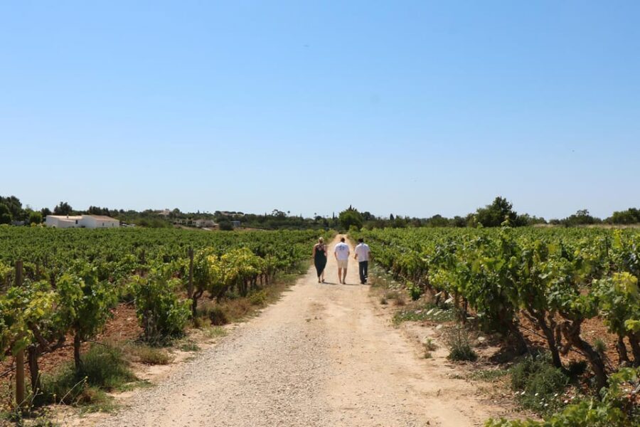 Albufeira/Porches/Vilamoura: Wine Tasting with Tapas & Music - The Winery Visit Flow: What Happens From Arrival to the Shop