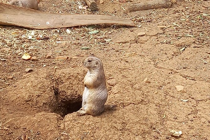 Albufeira Safari w/ Krazy World Visit, Bones & Animals - Lagoa dos Salgados: your guided “spot birds and animals” start