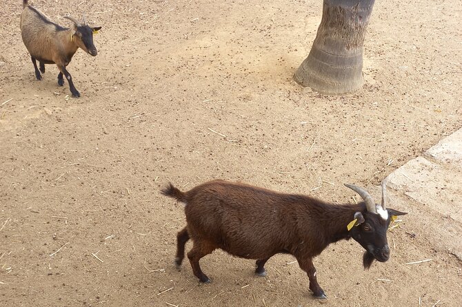 Albufeira Safari w/ Krazy World Visit, Bones & Animals - What the guides do (and why Cody gets mentioned)