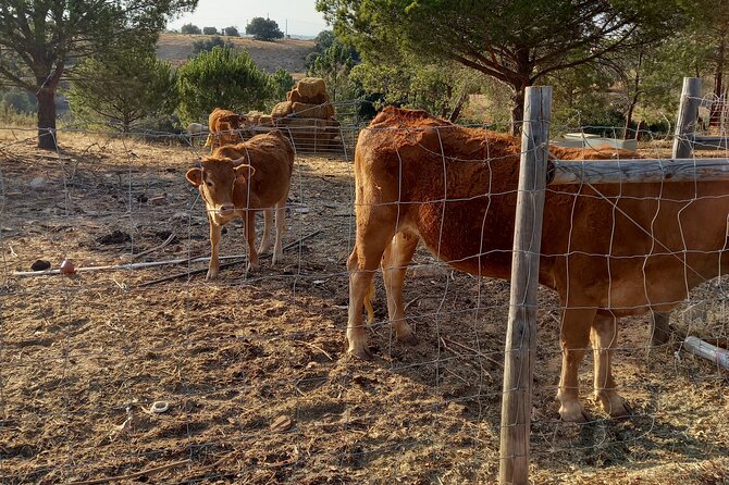 Albufeira Safari w/ Krazy World Visit, Bones & Animals - Pickup and timing: how to plan a smooth half day in Albufeira