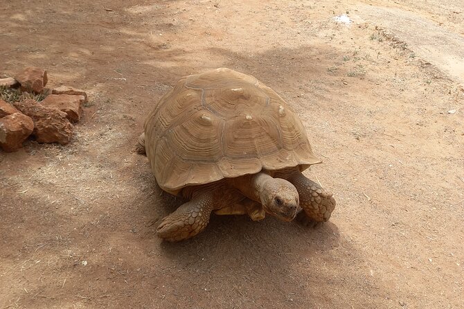 Albufeira Safari w/ Krazy World Visit, Bones & Animals - Price and value: does $65.90 make sense for this day plan?