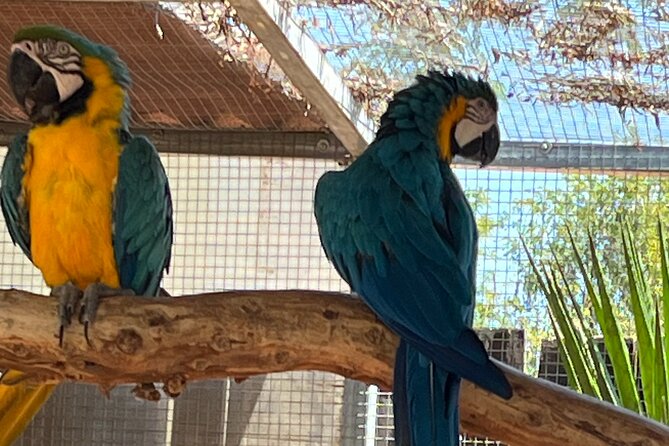 Albufeira Safari w/ Krazy World Visit, Bones & Animals - Weather and comfort: what can affect your experience