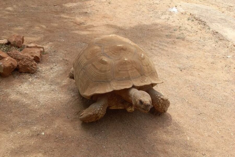 Albufeira Safari with entrance in Krazy World & Bone Chapel - Key takeaways before you go