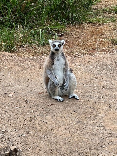 Albufeira Safari with entrance in Krazy World & Bone Chapel - The Traditional Farm Stop for Honey, Firewater, and Jams