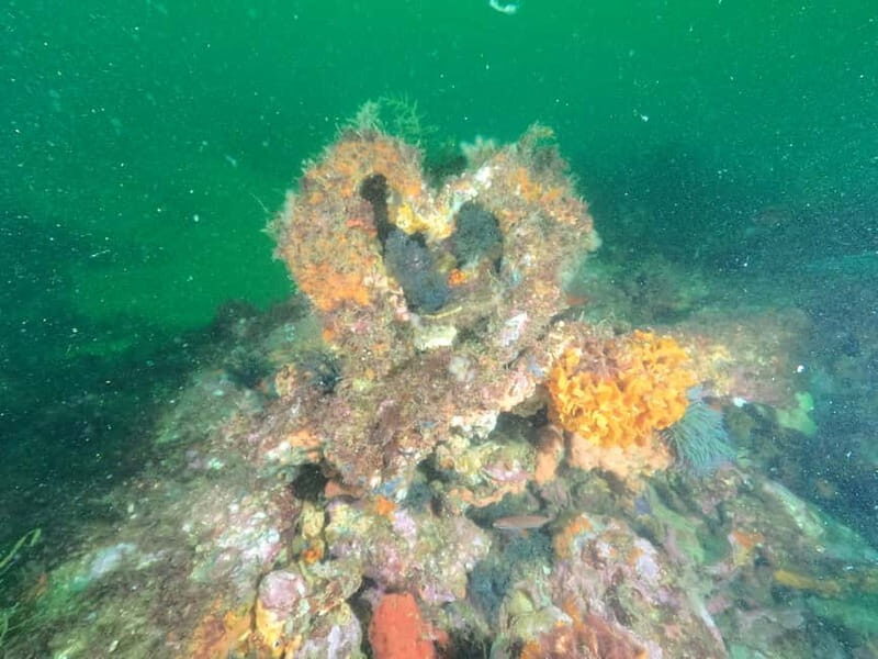 Albufeira: Scuba Diving Experience for Beginners - Depth, Time, and How the Certification Window Works
