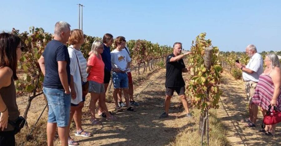 Albufeira/Vilamoura: Winery Tour with Wine Tasting and Tapas - How This 3-Hour Algarve Winery Tour Fits Into Your Day