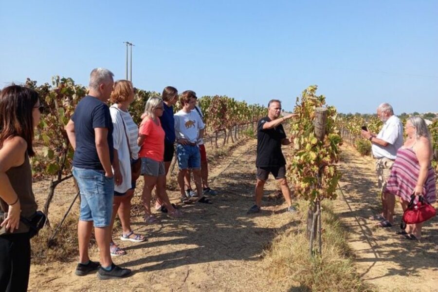 Albufeira/Vilamoura: Winery Tour with Wine Tasting and Tapas - Vineyard Views You Can Actually Use for Photos