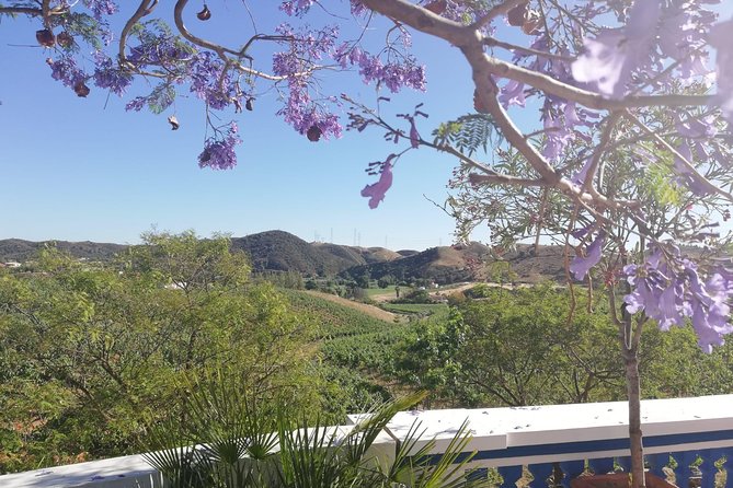 Albufeira Wine Tasting: Boutique Winery Tour & Historic Silves - Should you book this Albufeira wine tasting and Historic Silves tour?
