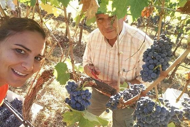 Albufeira Wine Tour: 2 Vineyards, 6 Tastings & Historic Silves - Key highlights worth caring about