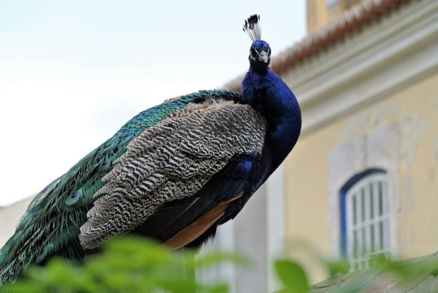 Alfama and the Castle of Saint George - Small Group Tour - Key Highlights You’ll Actually Feel