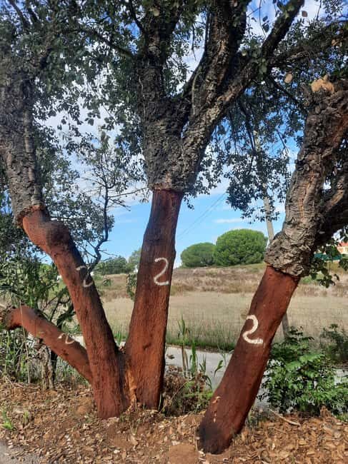 Algarve: 4x4 Safari Tour - from Coastal Wonders to Rural Treasures - Silves Castle Town: Moorish Conquest History Meets Hilltop Views