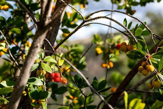 Algarve a la Carte - Lunch: a simple included win