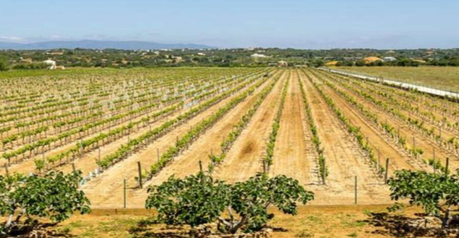 Algarve: Classic Wine Tour & Tasting in Silves - Why This Silves Tasting Works So Well
