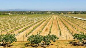 Algarve: Classic Wine Tour & Tasting in Silves - The 90-Minute Plan: Vineyards, Cellars, and the Barrel Room