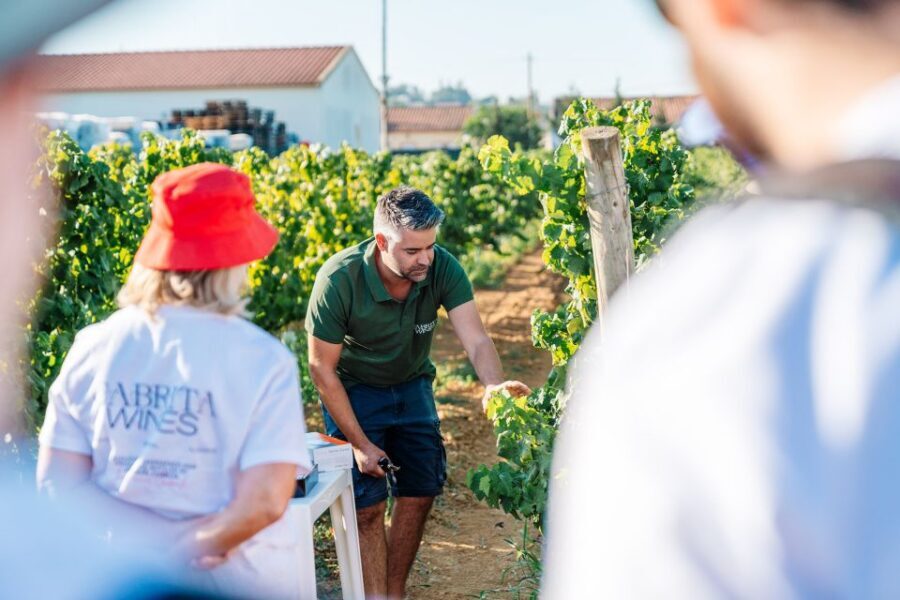 Algarve: Classic Wine Tour & Tasting in Silves - Logistics That Matter: Meeting Point, Getting There, and Timing